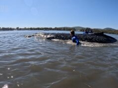 Ballena jorobada varada rescatada en Forster