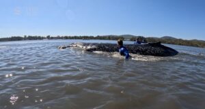 Ballena jorobada varada rescatada en Forster