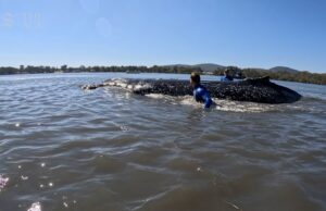 Ballena jorobada varada rescatada en Forster