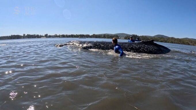 Ballena jorobada varada rescatada en Forster