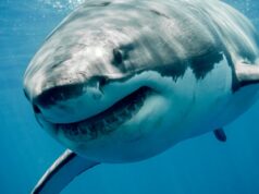 El nuevo resort Club Med de Sudáfrica busca soluciones