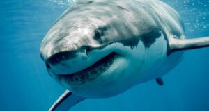 El nuevo resort Club Med de Sudáfrica busca soluciones