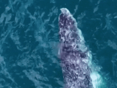 La tecnología de IA tiene como objetivo reducir las colisiones con barcos