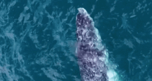 La tecnología de IA tiene como objetivo reducir las colisiones con barcos