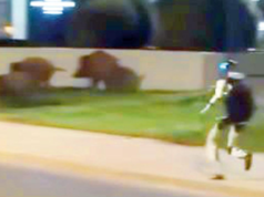 Un robot humanoide persigue jabalíes en Varsovia