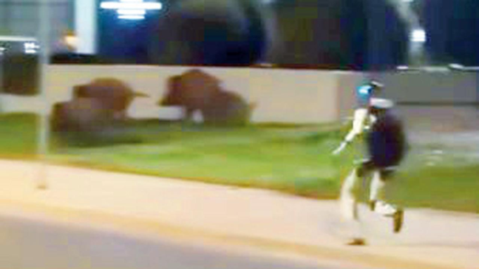 Un robot humanoide persigue jabalíes en Varsovia