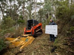 El bosque de goma de nieve será demolido para tener vistas antes del Día de Anzac
