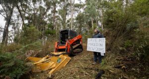 El bosque de goma de nieve será demolido para tener vistas antes del Día de Anzac