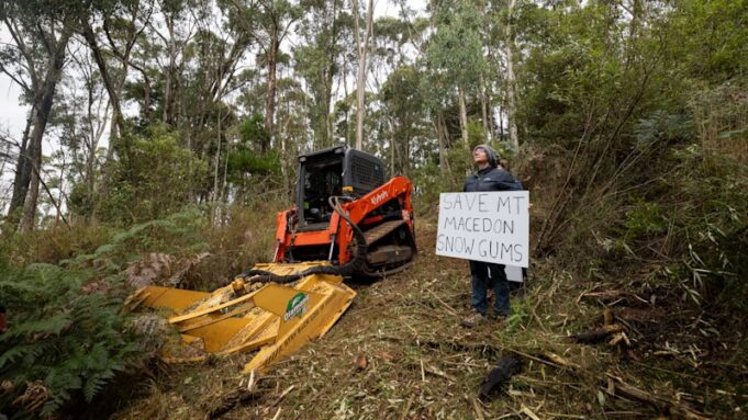 El bosque de goma de nieve será demolido para tener vistas antes del Día de Anzac
