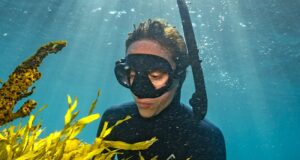 El Gran Arrecife del Sur de Australia regresa con la Operación Crayweed frente a la costa de Sydney