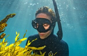 El Gran Arrecife del Sur de Australia regresa con la Operación Crayweed frente a la costa de Sydney