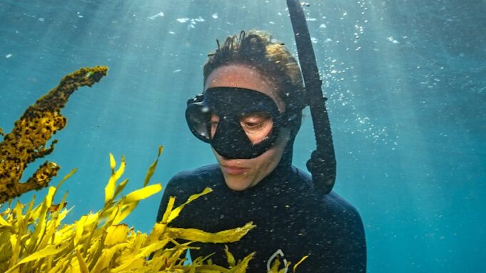 El Gran Arrecife del Sur de Australia regresa con la Operación Crayweed frente a la costa de Sydney