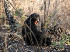 Grupo de chimpancés salvajes envuelto en una “guerra civil” en Uganda: estudio
