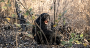 Grupo de chimpancés salvajes envuelto en una “guerra civil” en Uganda: estudio