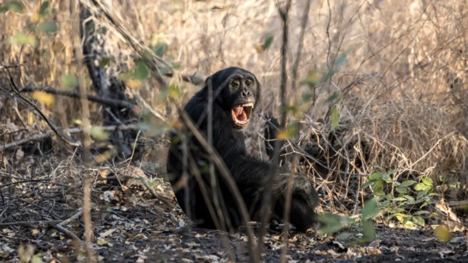 Grupo de chimpancés salvajes envuelto en una “guerra civil” en Uganda: estudio