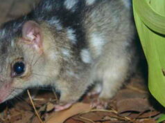 La edición genética podría crear ‘súper quolls’ resistentes al sapo de caña en un año