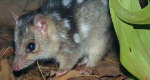 La edición genética podría crear ‘súper quolls’ resistentes al sapo de caña en un año