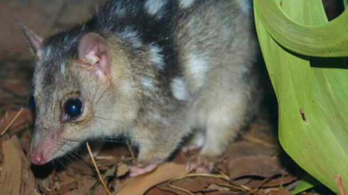 La edición genética podría crear ‘súper quolls’ resistentes al sapo de caña en un año