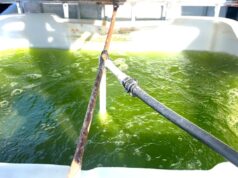 Un alga muy especial llamada especie 84