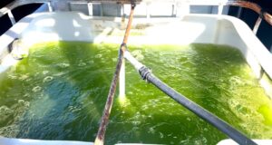 Un alga muy especial llamada especie 84