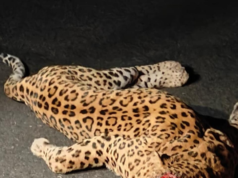 149 leopardos han muerto en Madhya Pradesh en los últimos 14 meses: RTI