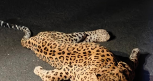 149 leopardos han muerto en Madhya Pradesh en los últimos 14 meses: RTI
