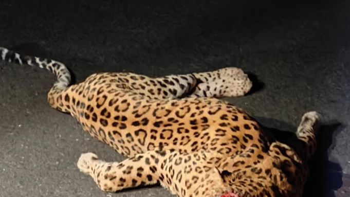 149 leopardos han muerto en Madhya Pradesh en los últimos 14 meses: RTI
