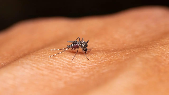 Día Mundial de la Malaria 2026: Por qué el segundo día de fiebre es el más peligroso