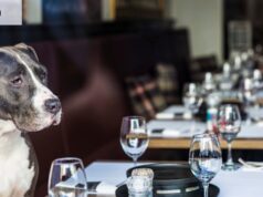 Cuando se trata de cenar, este nuevo restaurante para perros tiene la idea correcta