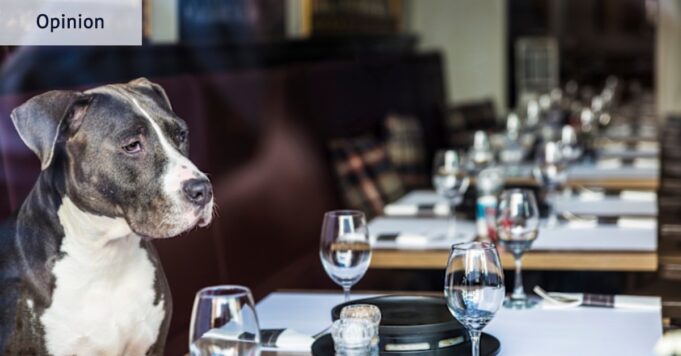 Cuando se trata de cenar, este nuevo restaurante para perros tiene la idea correcta