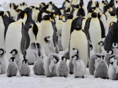 La humanidad está en peligro, así que sigamos el consejo de los pingüinos.