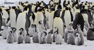 La humanidad está en peligro, así que sigamos el consejo de los pingüinos.