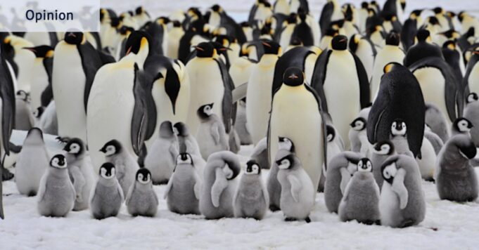 La humanidad está en peligro, así que sigamos el consejo de los pingüinos.