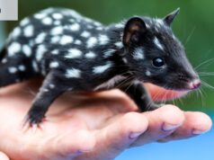 Mencioné los quolls y nadie sabía lo que eran.