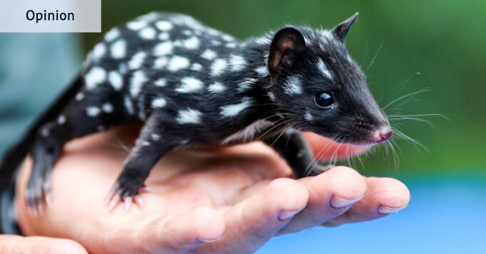 Mencioné los quolls y nadie sabía lo que eran.