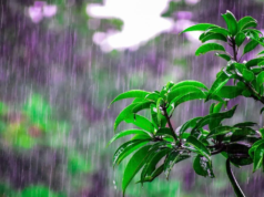 Kerala dará la bienvenida al monzón el 26 de mayo; Rajasthan y UP se preparan para un calor abrasador