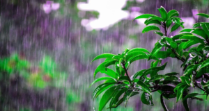 Kerala dará la bienvenida al monzón el 26 de mayo; Rajasthan y UP se preparan para un calor abrasador