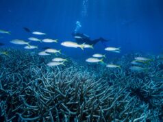 El debate sobre la cuota de 190 toneladas y el futuro de la Gran Barrera de Coral