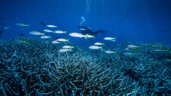 El debate sobre la cuota de 190 toneladas y el futuro de la Gran Barrera de Coral