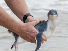 La colonia de pingüinos de Manly es precaria. ¿Qué haría falta para salvarlo?