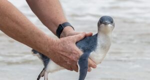 La colonia de pingüinos de Manly es precaria. ¿Qué haría falta para salvarlo?