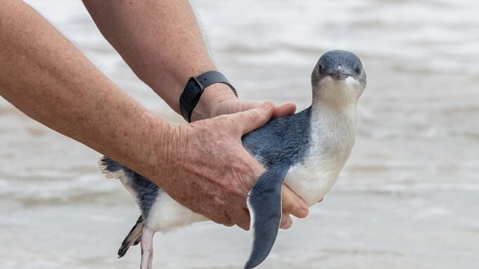 La colonia de pingüinos de Manly es precaria. ¿Qué haría falta para salvarlo?