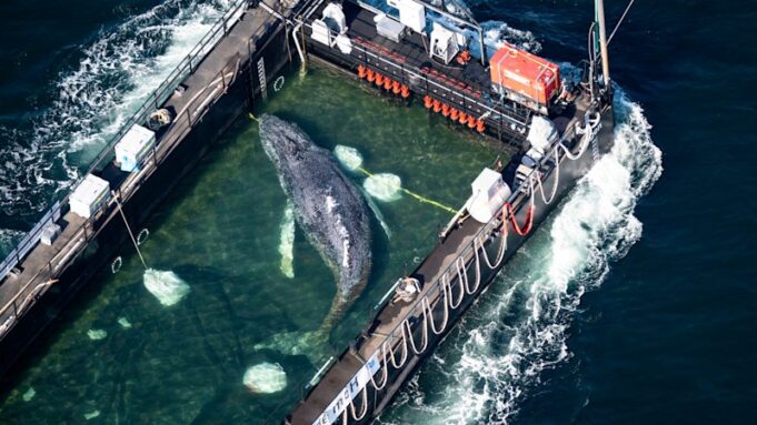Timmy, la ballena jorobada liberada en el Mar del Norte después de semanas varada frente a Alemania