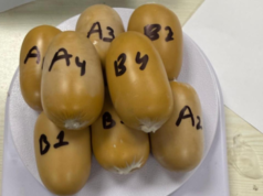 DRI incauta 3 kg de oro por valor de 4,8 millones de rupias escondidos dentro de cápsulas en el aeropuerto de Mumbai