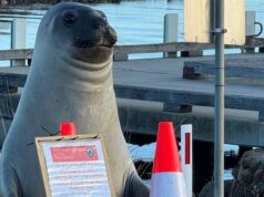 Por qué el famoso elefante marino de Tasmania muestra un comportamiento preocupante y agresivo