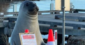 Por qué el famoso elefante marino de Tasmania muestra un comportamiento preocupante y agresivo