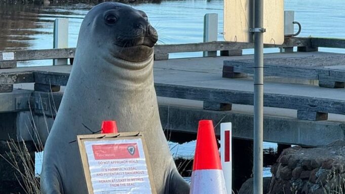Por qué el famoso elefante marino de Tasmania muestra un comportamiento preocupante y agresivo