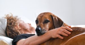 ¿Qué tan malo es exactamente dormir con tu mascota? Los expertos opinan