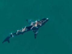 Cómo podría funcionar un sistema de alerta temprana para tiburones