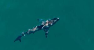 Cómo podría funcionar un sistema de alerta temprana para tiburones